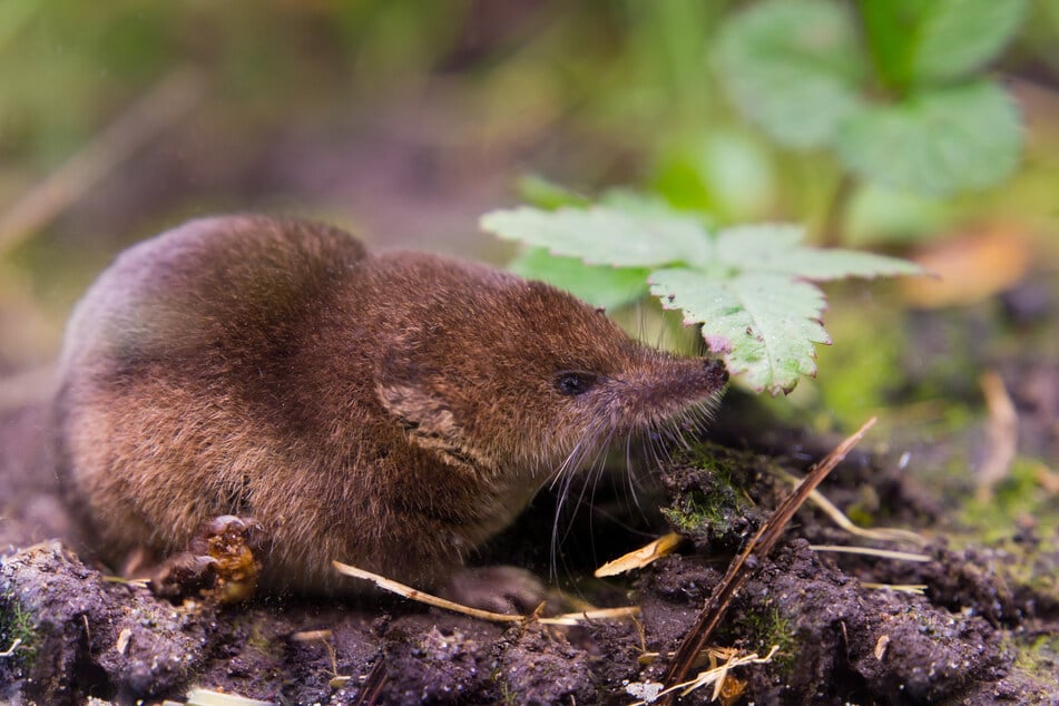 Spitzmäuse können das Borna-Virus übertragen. Die Tiere sollten daher nicht mit bloßen Händen berührt werden. (Symbolbild)