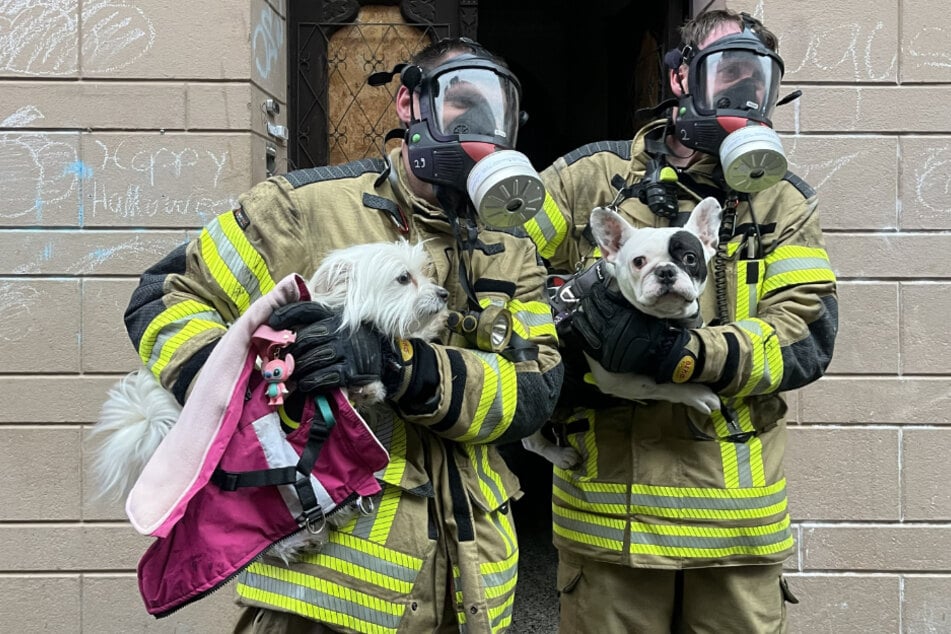 Die Feuerwehr rettete mehrere Haustiere aus dem Gebäude. Sie wurden unverletzt an ihre Besitzer übergeben.