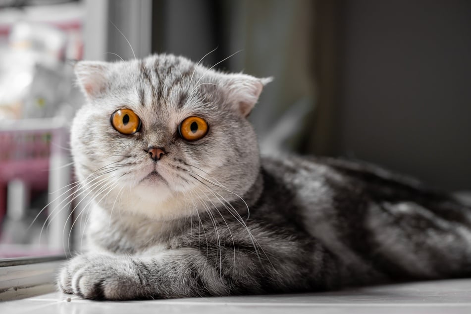 Die Scottish Fold ist eine Katze mit kurzen Beinen, die in Deutschland nicht gezüchtet werden darf.