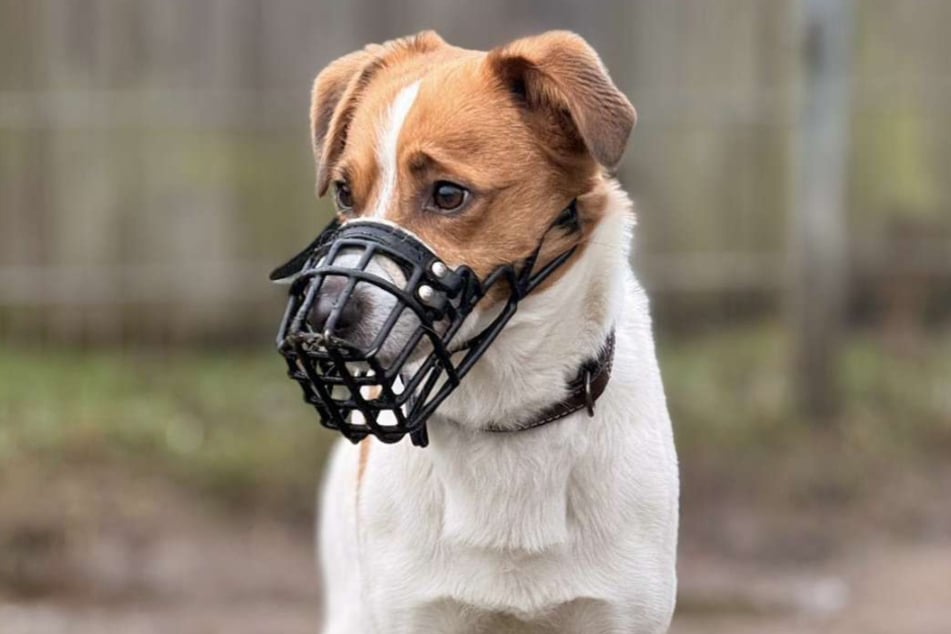 Terrier-Mischling Ted aus dem Hamburger Tierheim ist auf der Suche nach einem richtigen Zuhause.