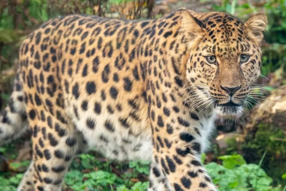 Freddo is fast and can climb well, so appropriate safety measures have been taken for his new enclosure at Dartmoor Zoo.