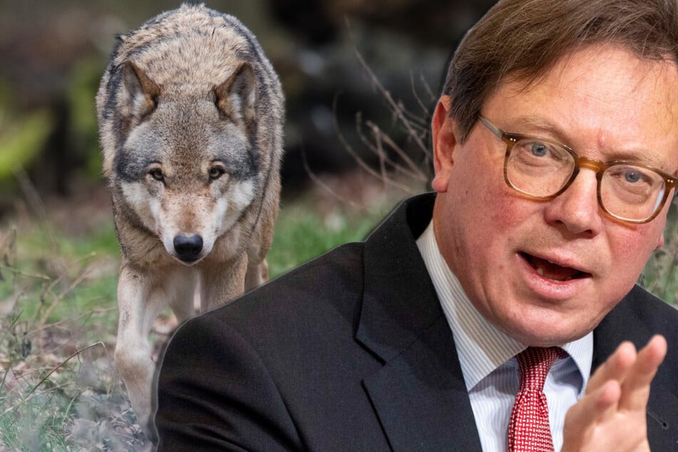 Sachsen will Wolfsabschuss vereinfachen