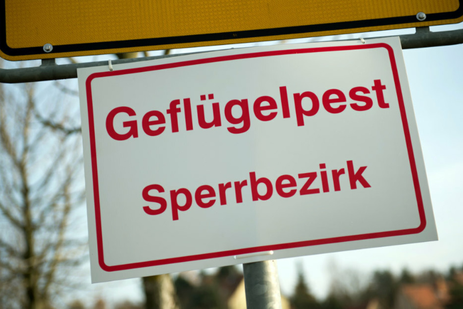 Die Geflügelpest ist eine anzeigepflichtige Tierseuche und wird daher staatlich bekämpft. (Symbolbild)