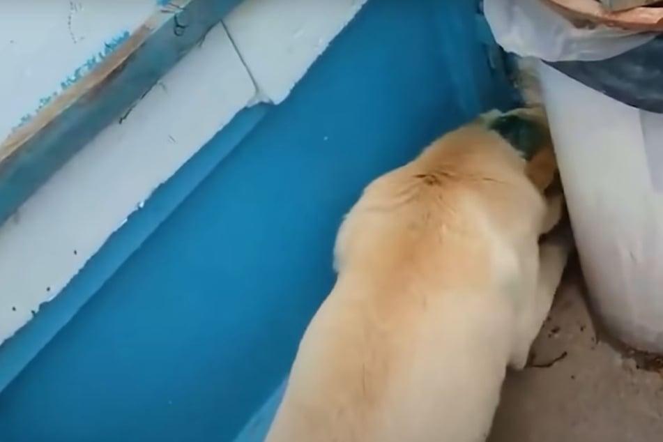 Traumatized dog cowers behind dumpster when her rescuer shows up