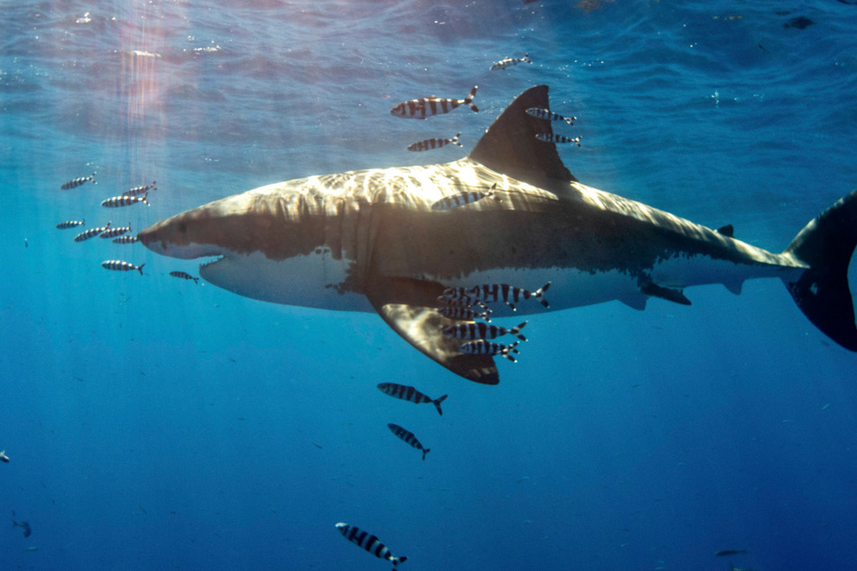 Though Great White Sharks are closer to swimmers than originally thought, attacks remain rare.