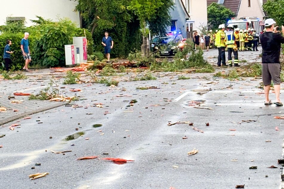 Baumteile liegen auf der Straße.
