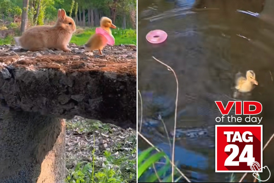 Today's Viral Video of the Day features an incredible bunny and duckling duo taking a splash in a river with a tiny pool float!