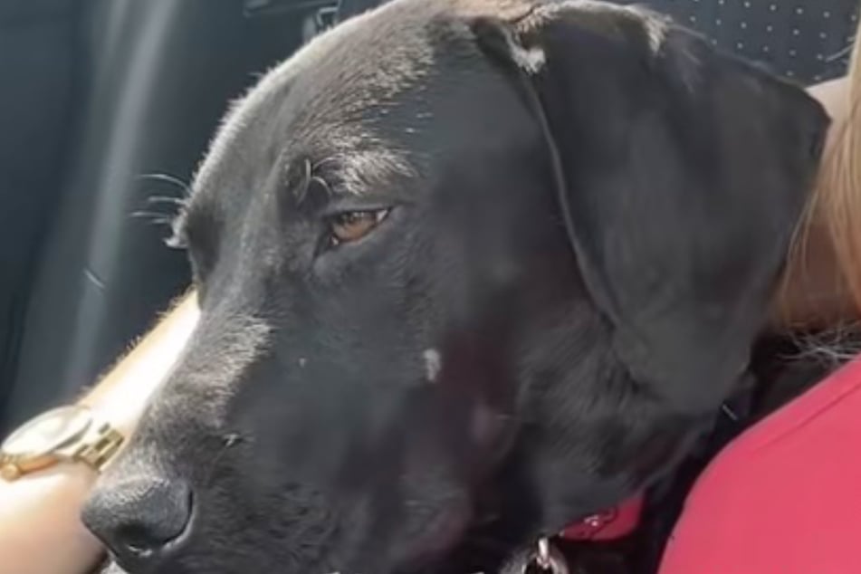 Stetson the dog looks very disappointed and sad when he realizes that he has to go back to the shelter after his beautiful day of fun.