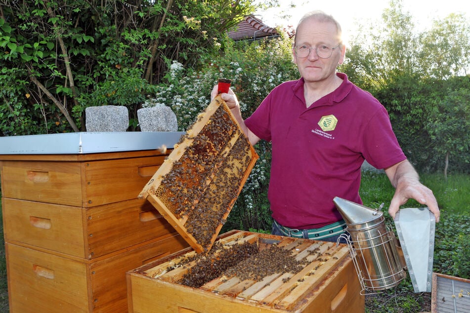 Von Äpfeln über Erdbeeren bis zu Tomaten und Gurken: "Bienen bestäuben rund 80 Prozent aller unserer Wild-, Nutz- und Kulturpflanzen", weiß Dr. Michael Hardt (62), Erster Vorsitzender des Landesverbandes Sächsischer Imker. Er erntet selber Honig von 24 Bienenvölkern in und um Leipzig.