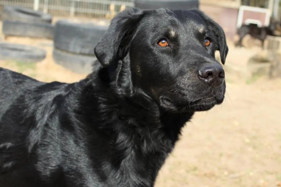 Schäferhund-Mischling Nase ist auf der Suche nach einem richtigen Zuhause.