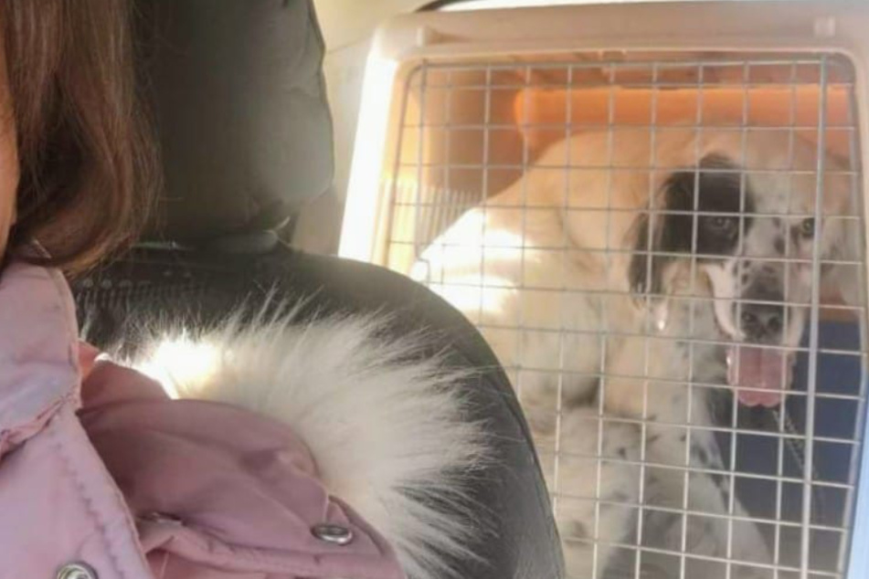 The dog sat in the back, unaware that he was leaving his home forever.