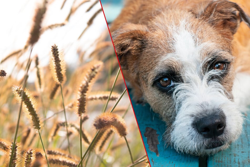 Foxtails are some of the most dangerous plants in the world if you are a dog.