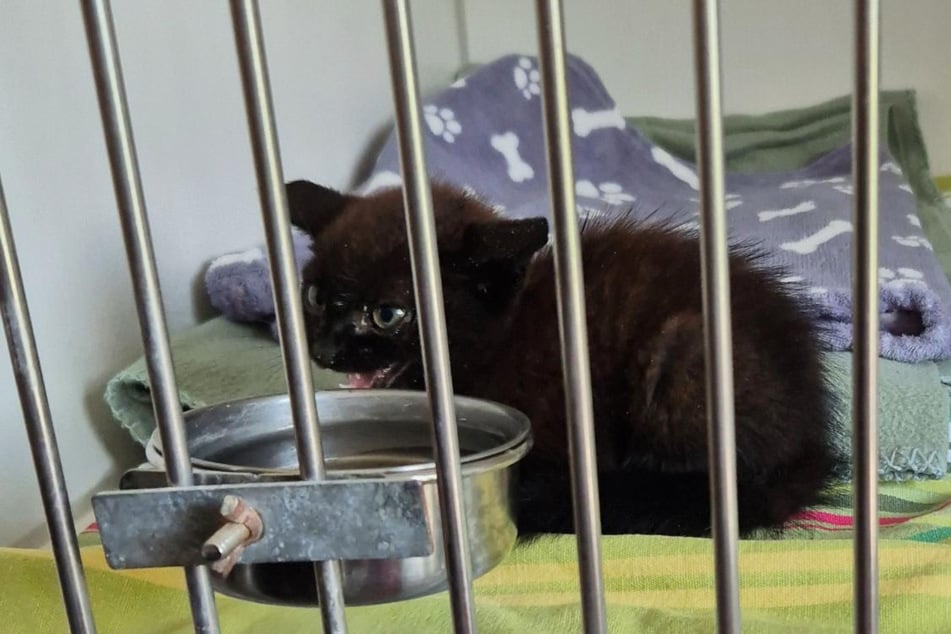 Angaben zufolge soll sich die Katze sehr kampflustig verhalten haben.