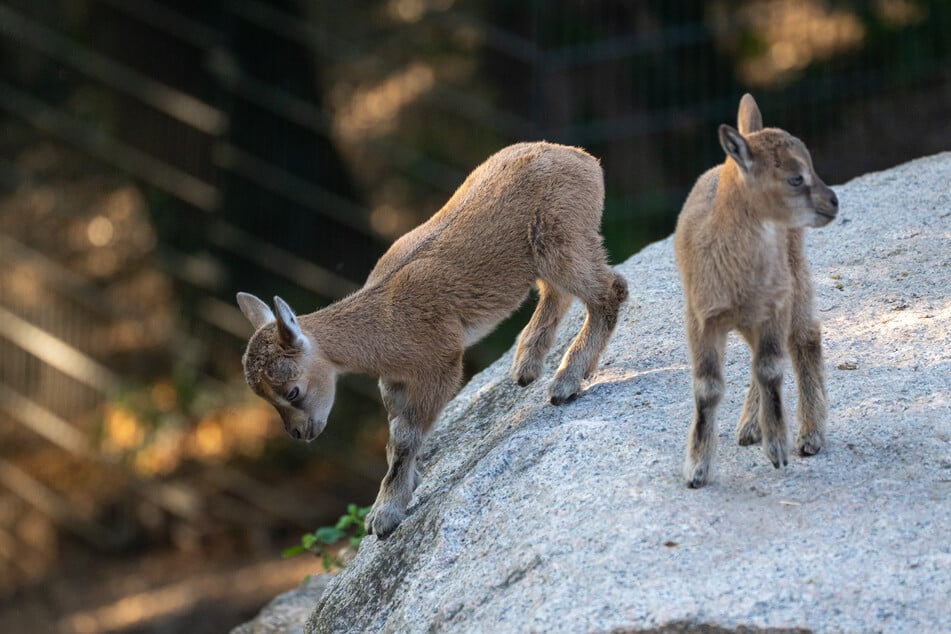Die Kleinen üben bereits fleißig das Klettern am Felsen.