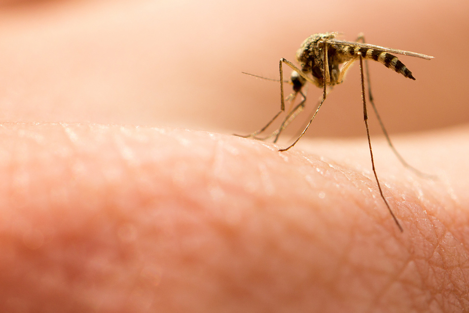 Neue Studie: Dieser beliebte Sommerduft schützt vor lästigen Mücken