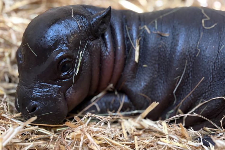 Tapsig, speckig und vom Aussterben bedroht: Baby "Panya" begeistert deutschen Zoo