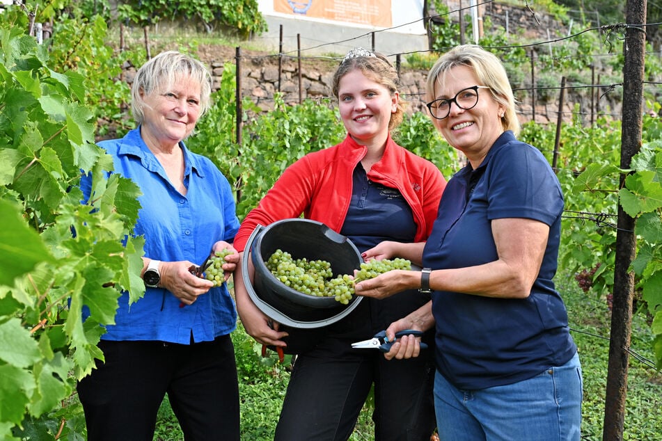 Besenwirtin Andrea Garzke (67, v. l.), Weinprinzessin Joséfine Sander (20) und Ministerin Barbara Kleppsch (61) bei der gemeinsamen Lese an den Katzenstufen.