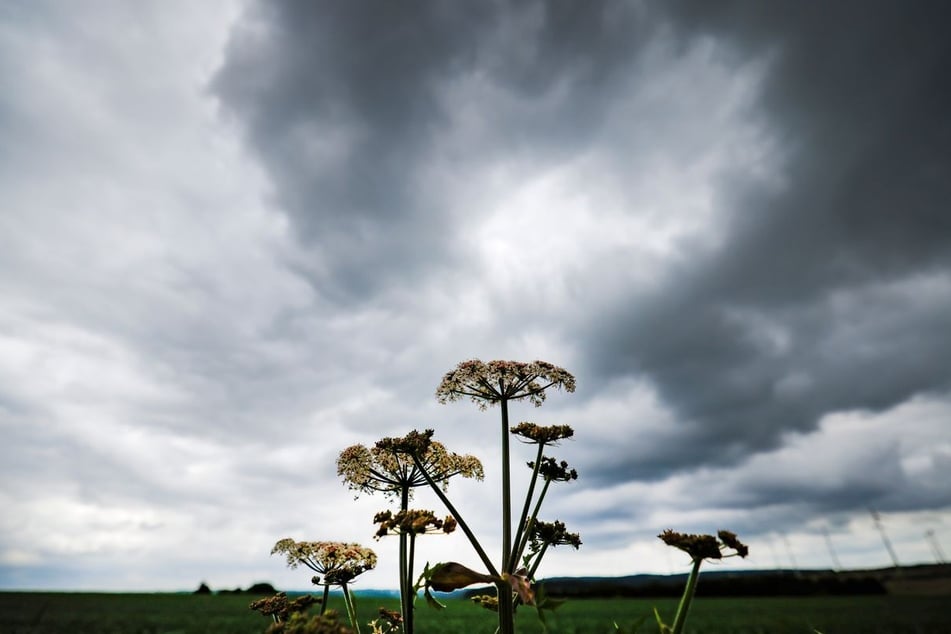 Graue Wolken statt Sommerhitze: Das Wetter in Nordrhein-Westfalen zeigt sich am Wochenende deutlich kühler. (Symbolbild)