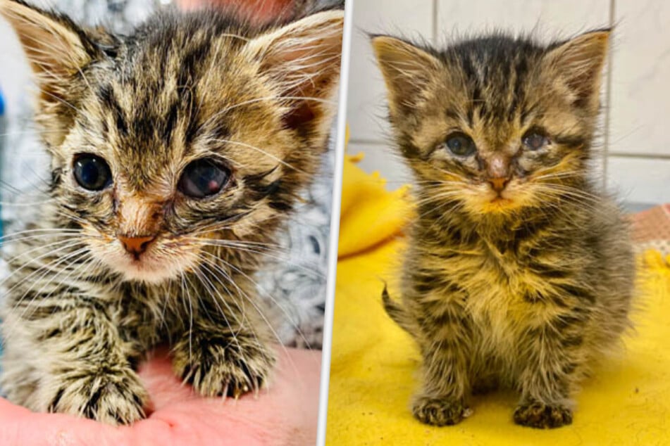 Katze kommt mit tödlicher Krankheit ins Tierheim: Gibt es noch Hoffnung für Rosalie?