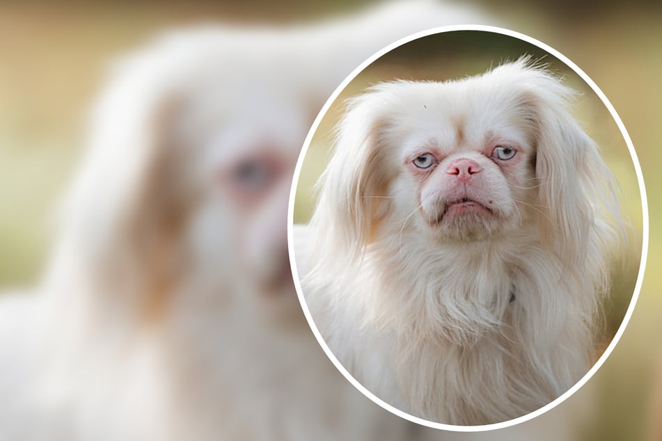 Hitzesensibler Pekinese völlig vernachlässigt: Gibt es für Hubertus noch ein Happy End?