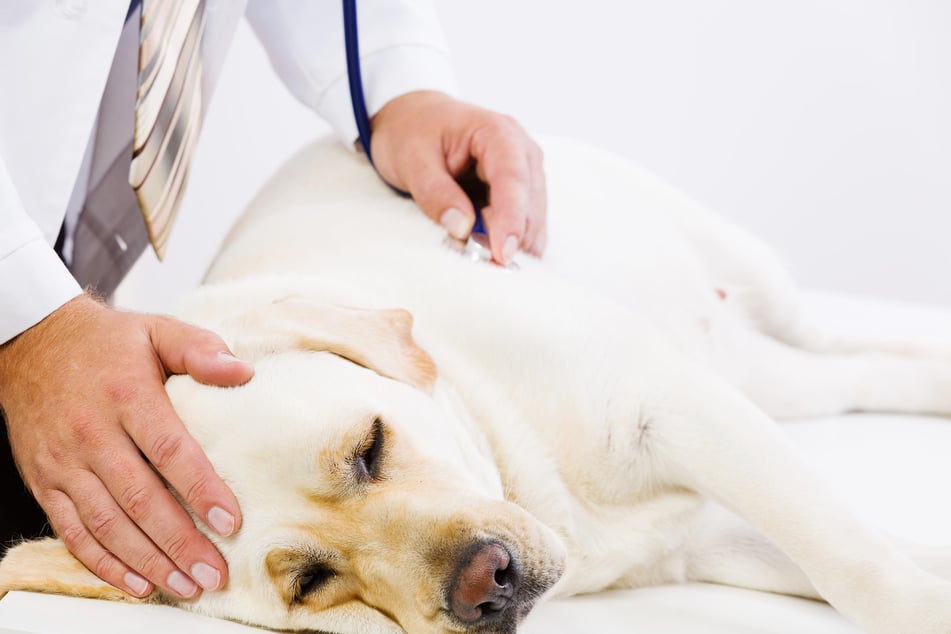 Haustierbesitzer werden gebeten einen Tierarzt mit ihren Liebsten aufzusuchen. (Symbolbild)