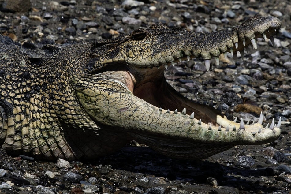 Ballspiel endet in Tragödie: Kind von Krokodil zerfleischt