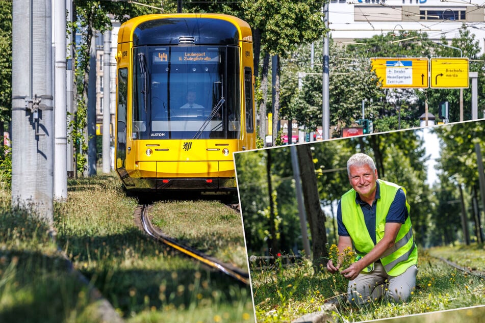 Darum setzen die DVB auf hitzefestes Gras zwischen den Gleisen