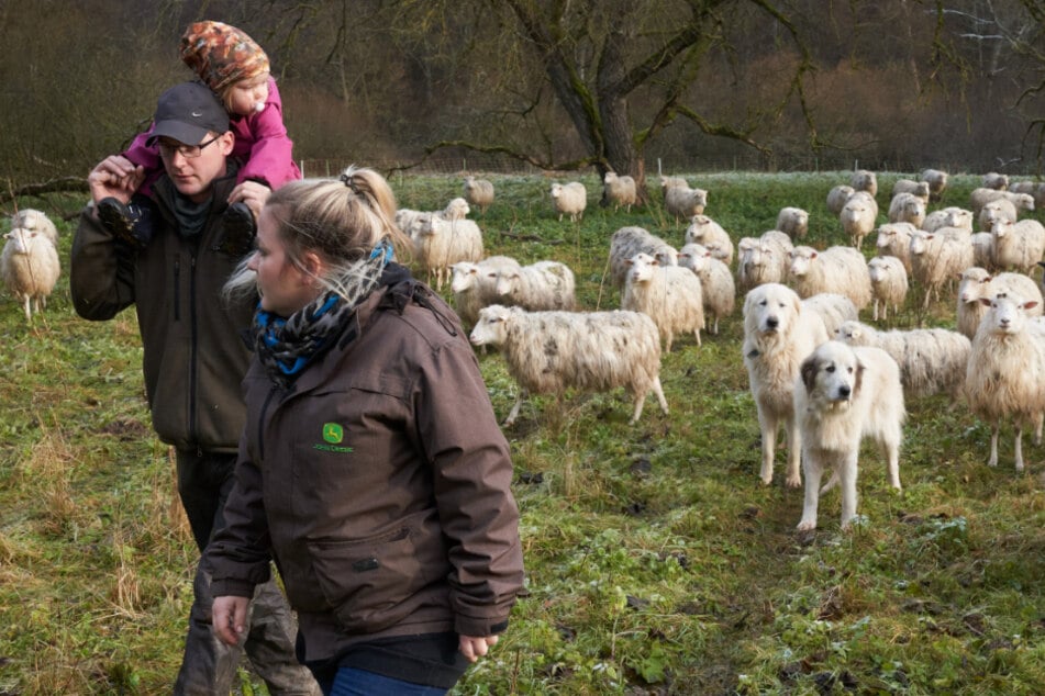 Schäferin Heike Dahm-Rulf, ihr Ehemann Matthias und Tochter Sarah gehen über eine Schafweide, die von Herdenschutzhunden bewacht wird.