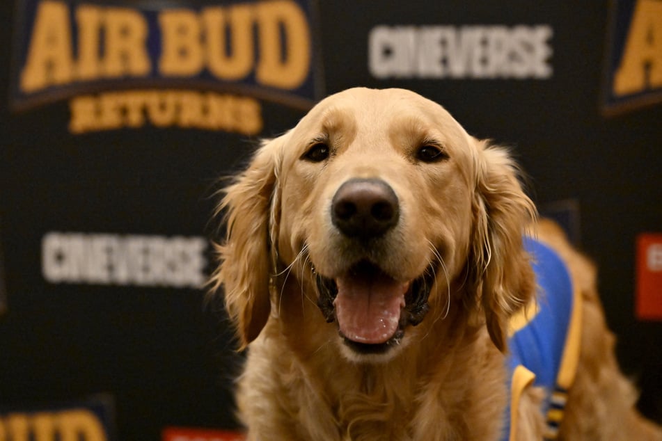 Buddy attends the CinemaCon 2026 - Air Bud Returns Photo Call at Caesars Palace on April 14, 2026.