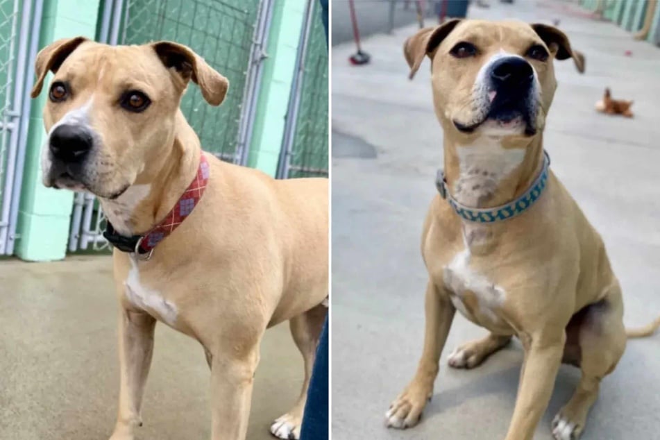 Dog is heartbroken after waiting over 2,000 days for a forever family: "Let’s get this boy HOME"