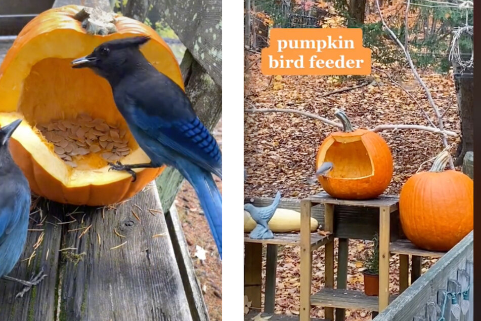 You can turn your plump pumpkin into a super snack holder for the birds.