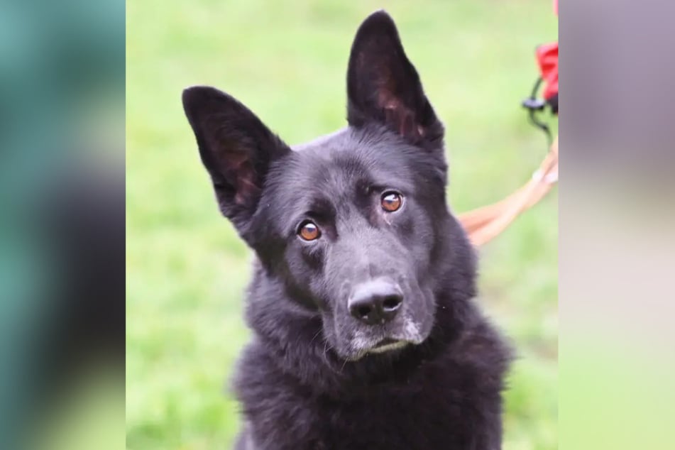 Hund Bully (9) wartet im Berliner Tierheim darauf, adoptiert zu werden.