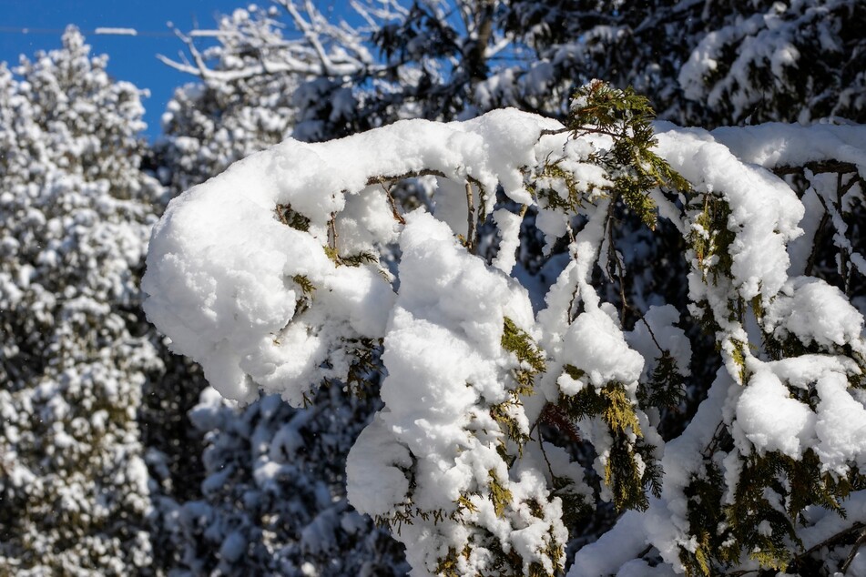 Schneemassen können sich auf Ästen und Zweigen ansammeln und diese zum Brechen bringen.