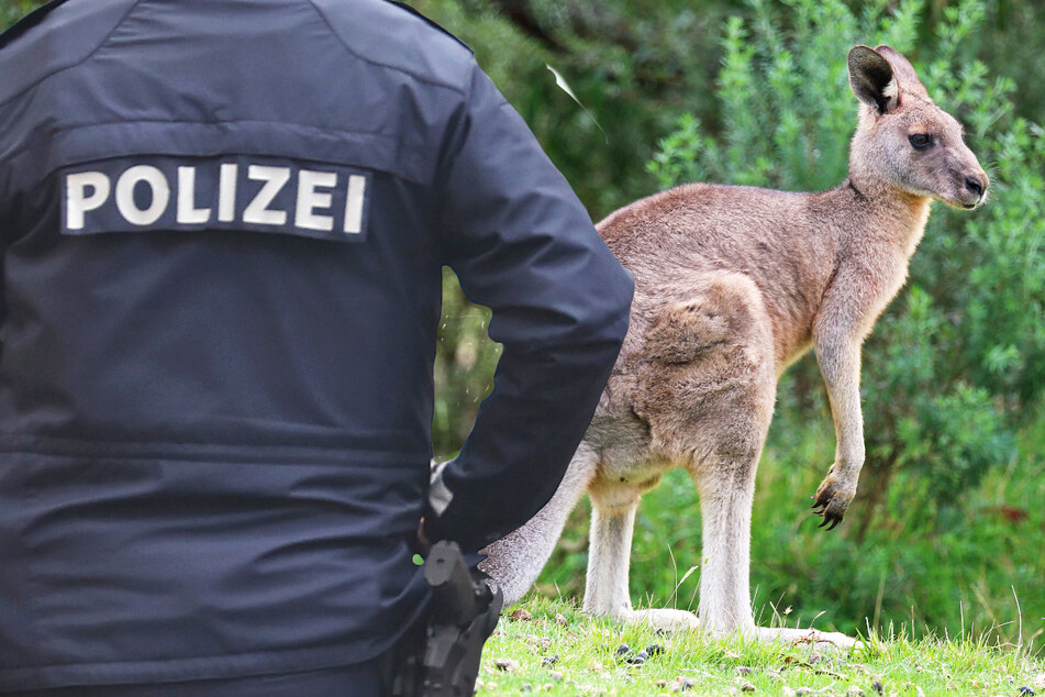 Aufregung in Nordhessen: Känguru bricht aus und sorgt für Trubel