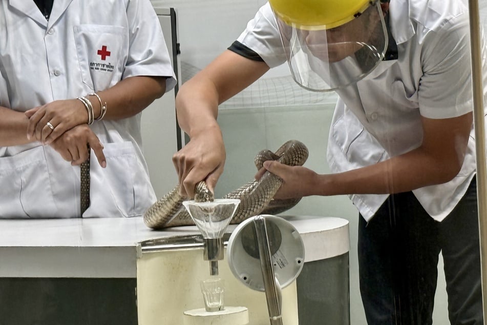 Für schwache Nerven ist diese Arbeit nichts aber sie kann viele Leben retten, gerade in Südostasien, wo jährlich Hunderttausende Menschen von Schlangen gebissen werden und Studien zufolge mehr als 15.000 Opfer an den Folgen sterben.
