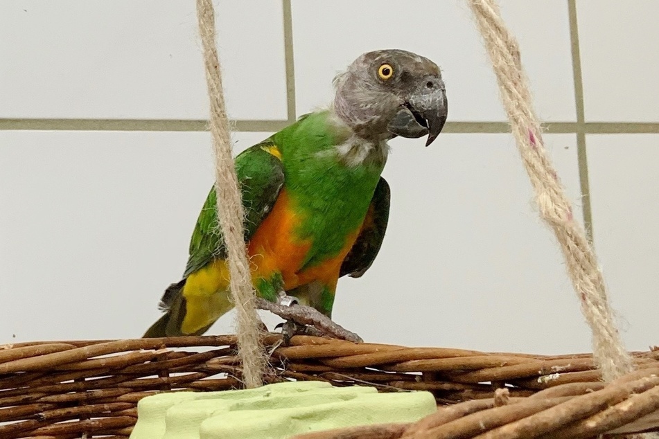 After the death of his partner, Edgar the parrot had to survive on his own.