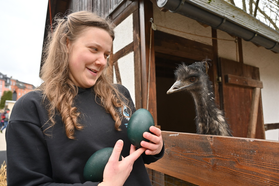 Wenn Emu-Henne Hanna (1) Eier legt, sammeln sie Zoo-Mitarbeiter ein.