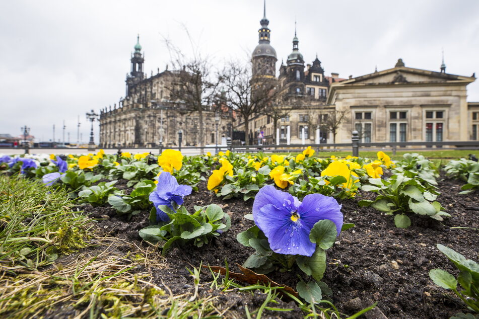Trotz Schmuddelwetters hält der Frühling in Dresden Einzug.