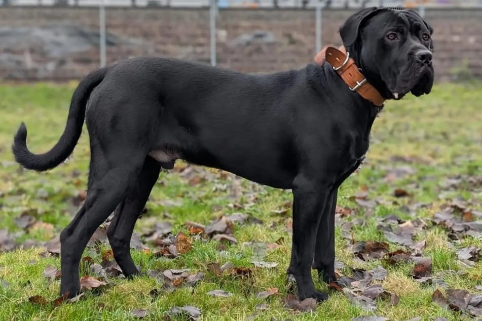 Cane Corso Marlin aus dem Hamburger Tierheim sucht nach einem liebevollen Zuhause.