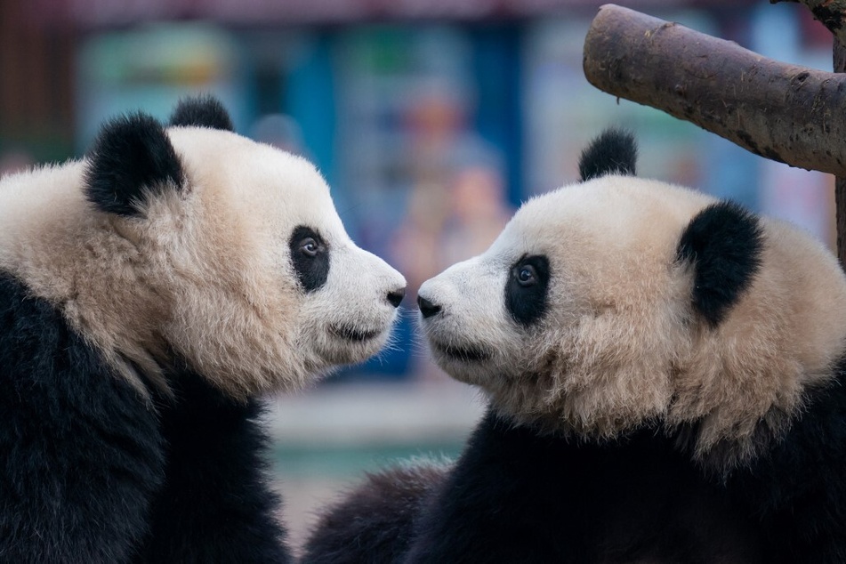 China is reportedly planning to send giant pandas to the San Diego Zoo!