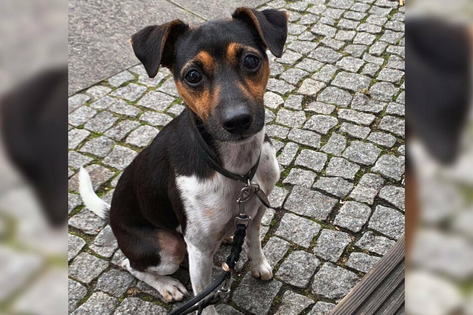 Jack Russell Terrier Oskar ist seit dem 9. September verschwunden. Er wurde von einem 12-jährigen Jungen in Pankow gestohlen und in Kreuzberg wieder freigelassen.