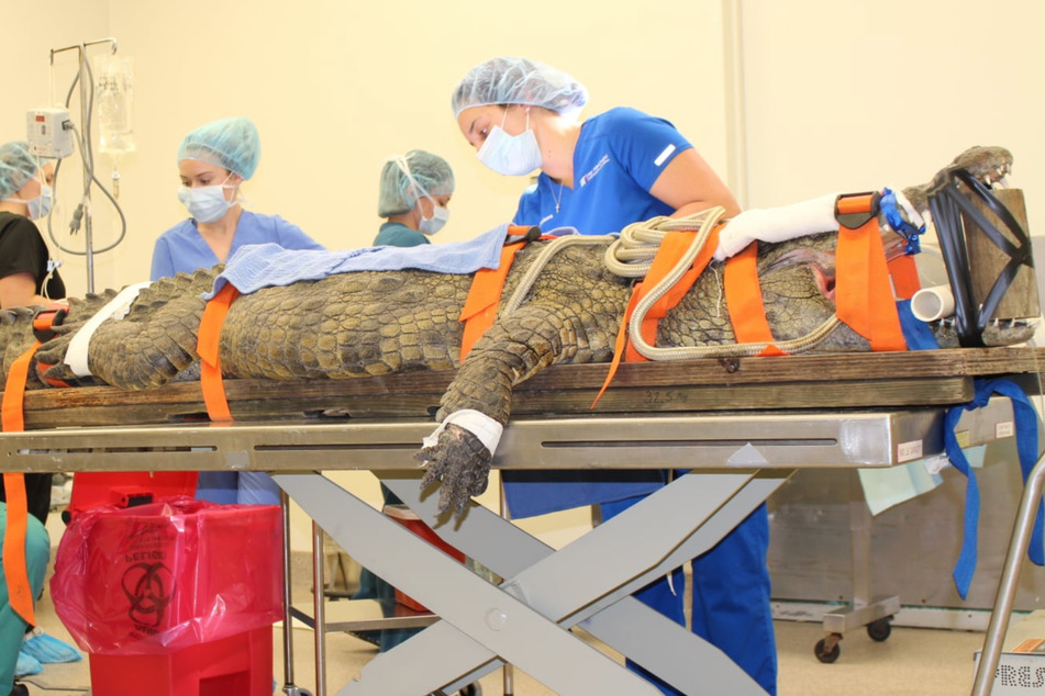 The doctors performed a gastrotomy to remove the shoe from the hungry crocodile’s stomach.