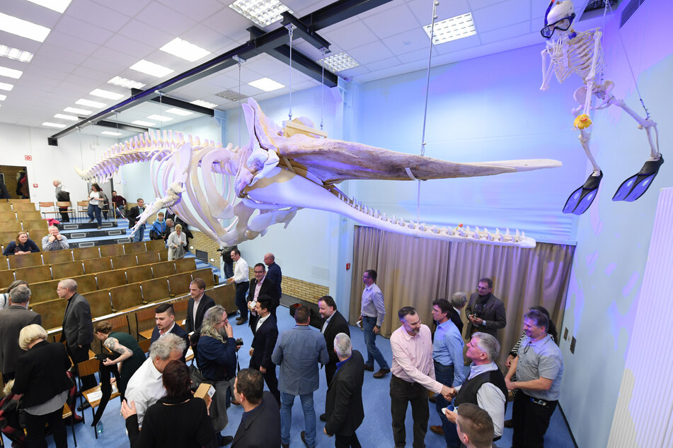Das etwa 1,5 Tonnen schwere Pottwal-Skelett hängt seit einigen Jahren im Hörsaal der Hermann-Hoffmann-Akademie.