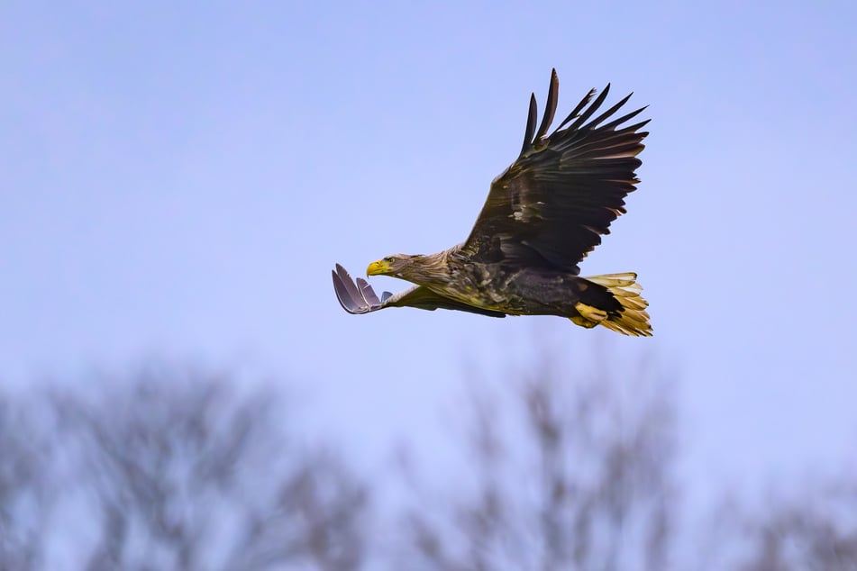 Seeadler haben eine Spannweite von bis zu 2,60 Metern und sind damit die größten Greifvögel Europas.