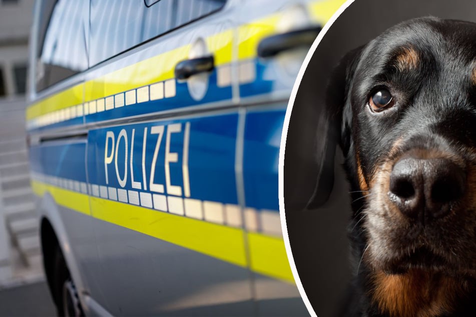 Ein Rottweiler wurde auf einem Spaziergang in Selb mit einem Messer attackiert. (Symbolbild)