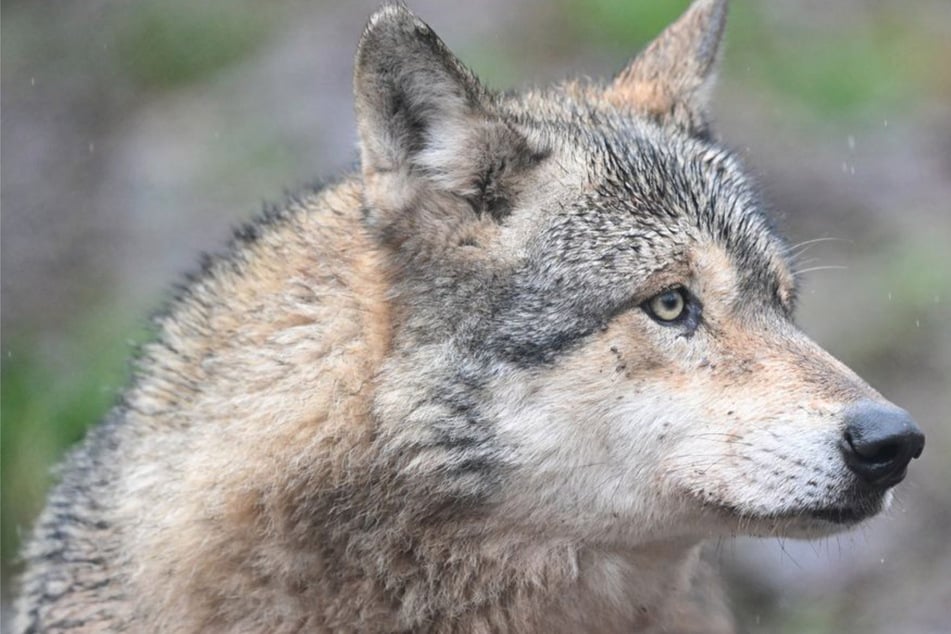 Der sogenannte Hornisgrinde-Wolf beschäftigt die Behörden in Baden-Württemberg schon seit Monaten. (Symbolfoto)