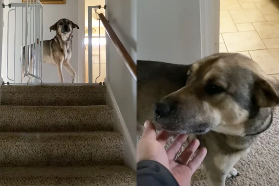 "Howllo!" Distraught owner shares how his dog greeted him every day before he died