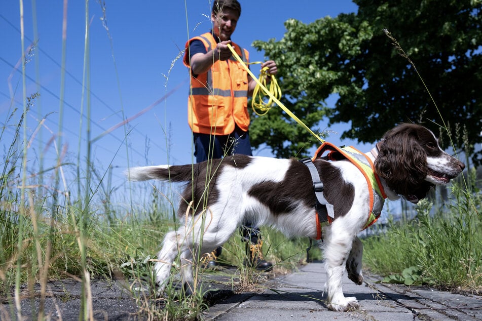 Max Bültge, Hundeführer bei der Deutsche Bahn, geht mit der Artenspürhündin Finya an der Baustelle von der 2. Stammstrecke entlang.