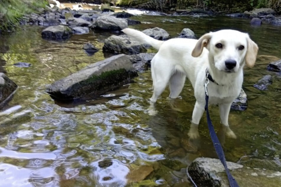 Hund "Baby" wurde mit acht Wochen ausgesetzt, Geschwisterchen überlebte nicht