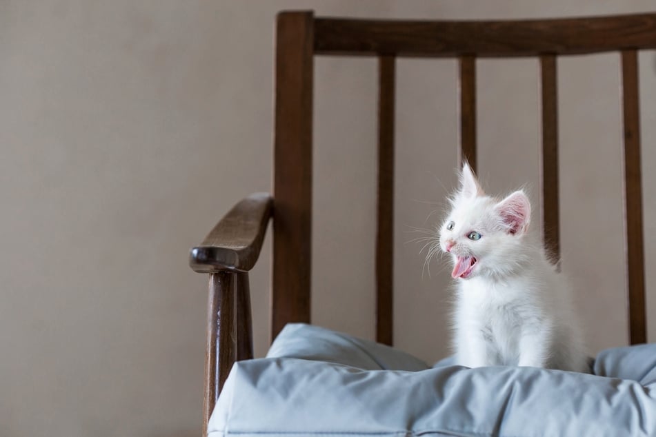 Junge Katzen rufen am Anfang noch sehr nach ihrer Mutter.